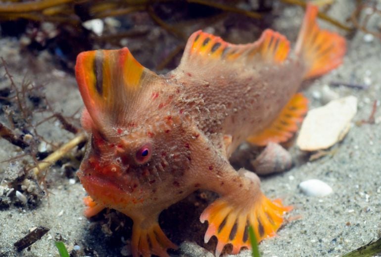 Fotografía de archivo facilitada por la Universidad de Tasmania del pez de manos rojas o Thymichthys politus, peces que &quot;caminan&quot; por el lecho marino frente a las costas de la isla de Tasmania, en el sur de Australia. Esta especie se encuentra solo en el sudeste de Tasmania y hasta la semana pasada solo se había identificado una población de unos 20 a 40 ejemplares en la bahía Frederick Henry, pero un grupo de científicos ha hallado un nuevo grupo, que también constaría de entre unos 20 a 40 ejemplares y habita a varios kilómetros en una área reducida. 