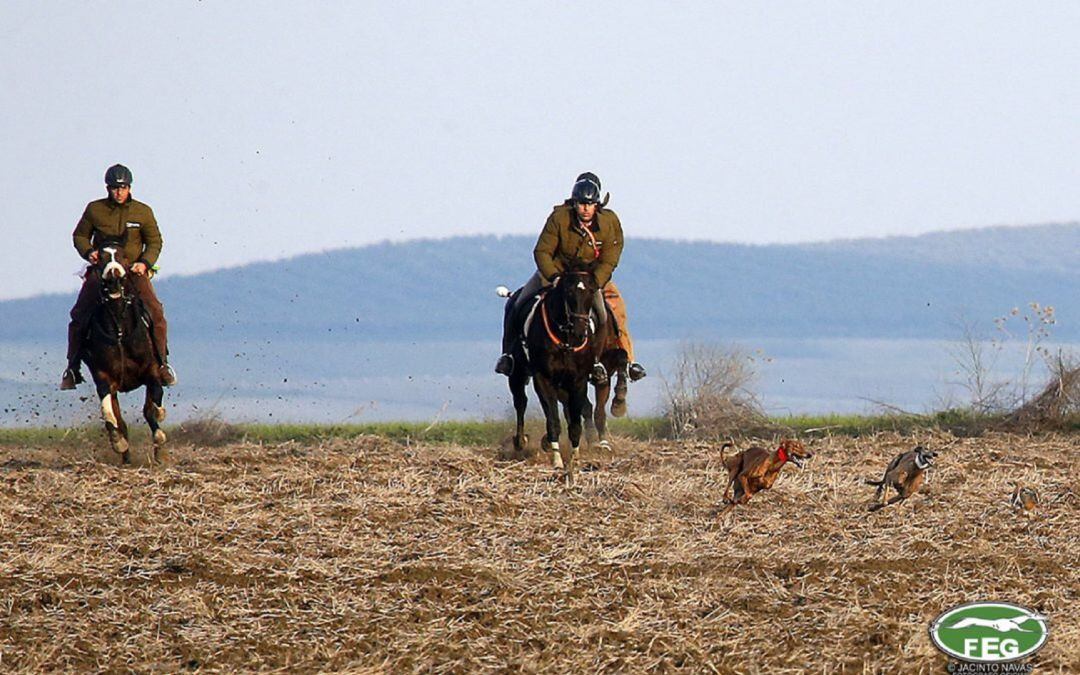 Las carreras de galgos volverán a la comarca medinense con el Campeonato de España