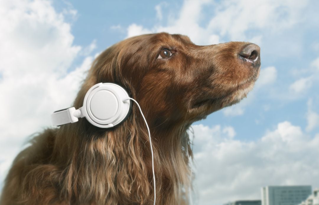 Spotify te ayuda a descubrir los gustos musicales de tu mascota.