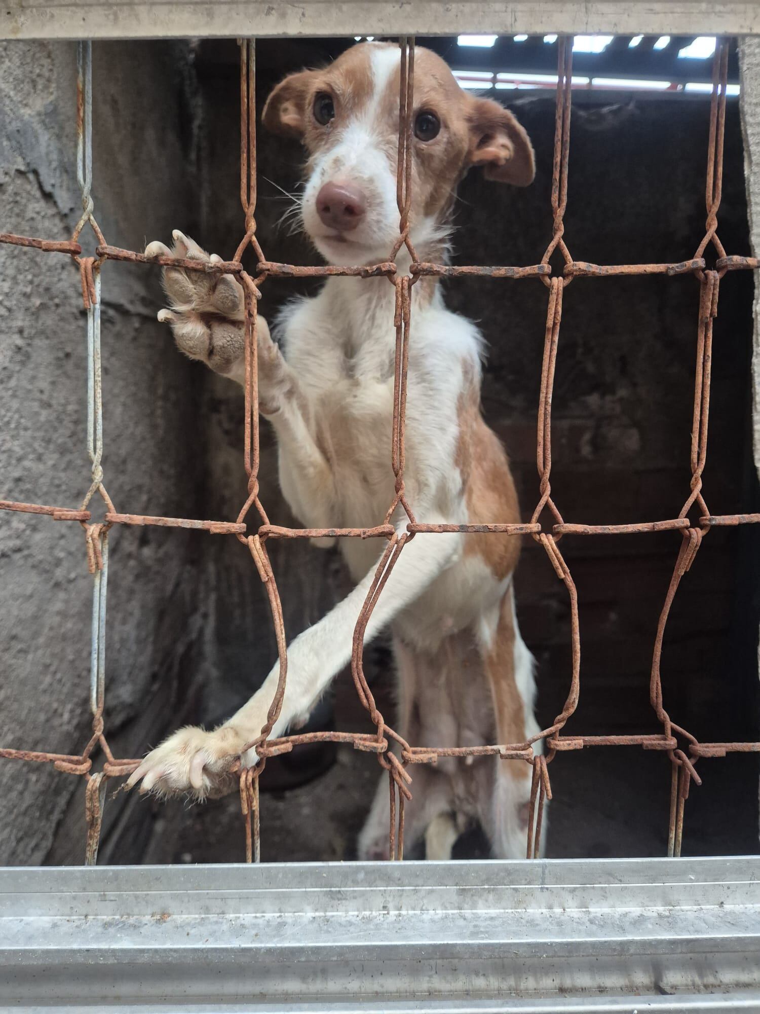 Perro enjaulado en Puertollano
