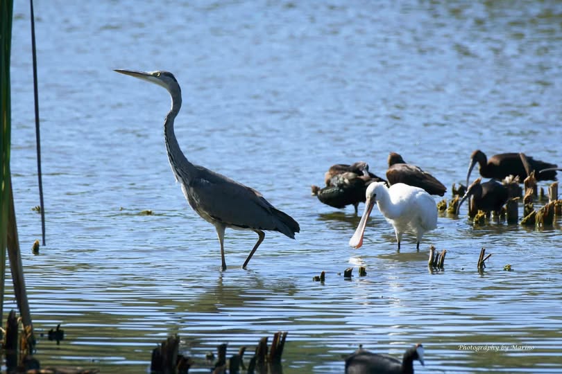 Charca de Suárez de Motril (Granada)FOTOGRAFIA: Marino Mercado Muelas