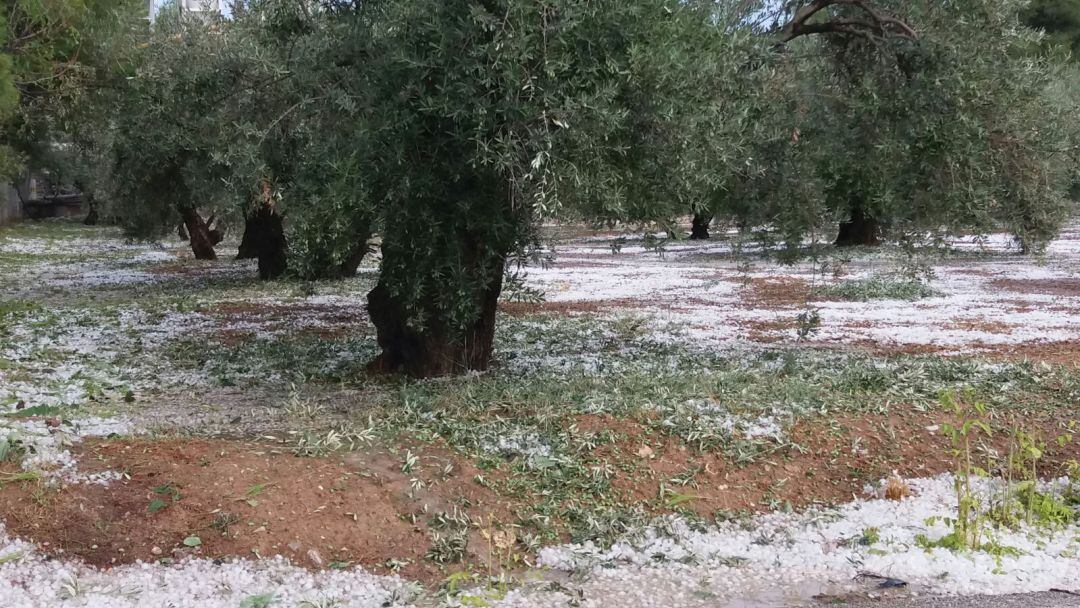 El pedrisco en el olivar es uno de los fenómenos meteorológicos más temidos por los olivareros, por ello las organizaciones agrarias aconsejan asegurarse