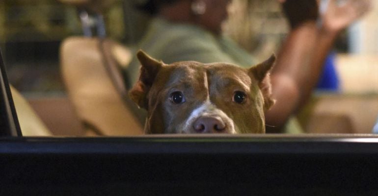 Un perro se asoma a la ventanilla de un coche