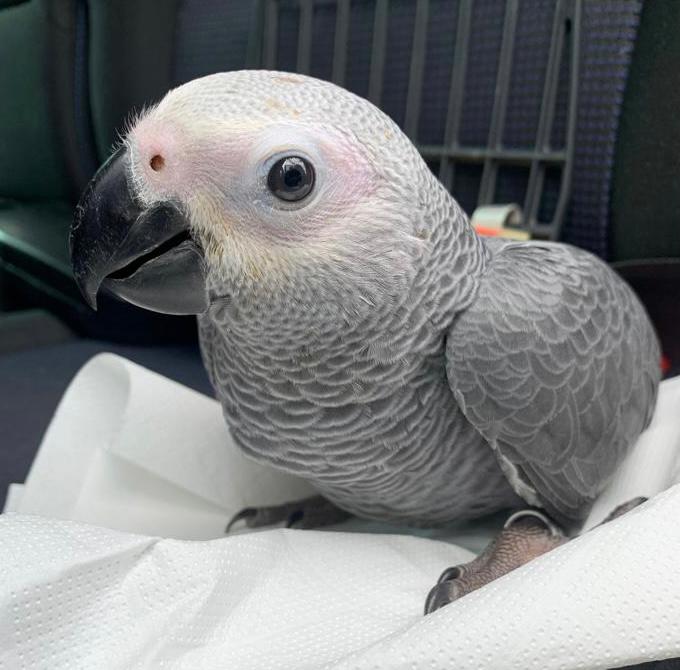 Imatge cedida per Javi Peral.