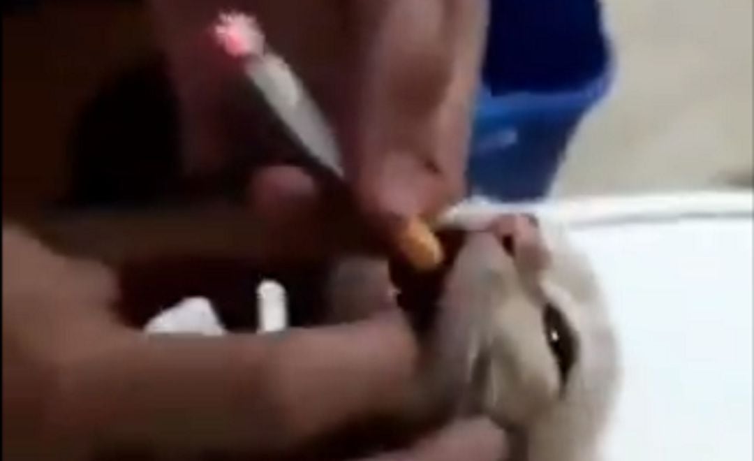 Introducen un cigarro en la boca de un gato