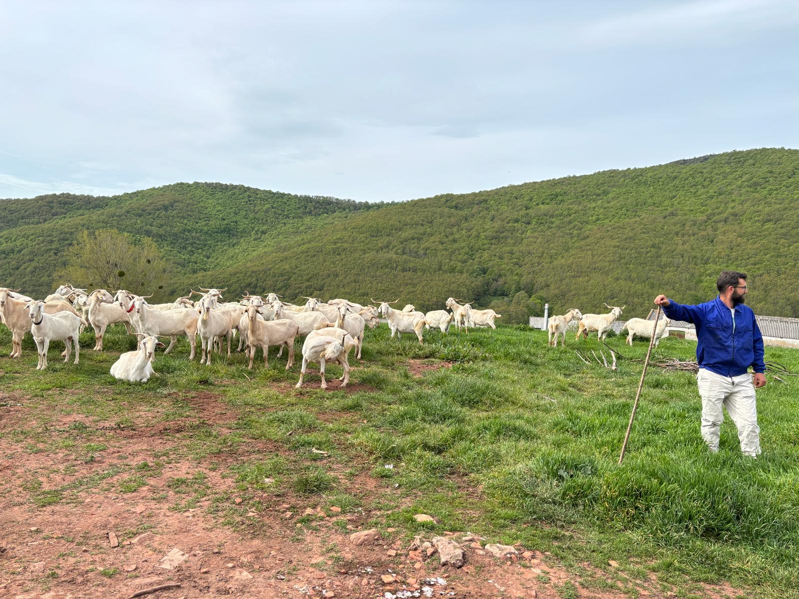 383 cabras desbrozan de modo natural y sostenible el monte con Reactiva Brañosera