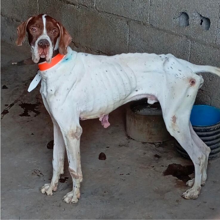 Uno de los perros del hombre que será juzgado por presunto maltrato animal.