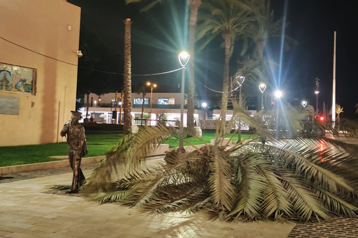 Caída de palmera en plaza del Ayuntamiento de Cartagena