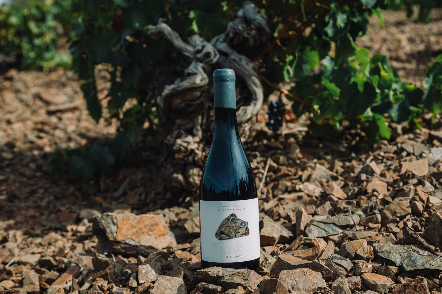 Tiaso 2021, de Sommos Garnacha, el vino mejor valorado en el especial &quot;tintos de Aragón&quot;