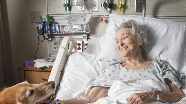 El hospital del Vinalopó permite la visita de animales de compañía