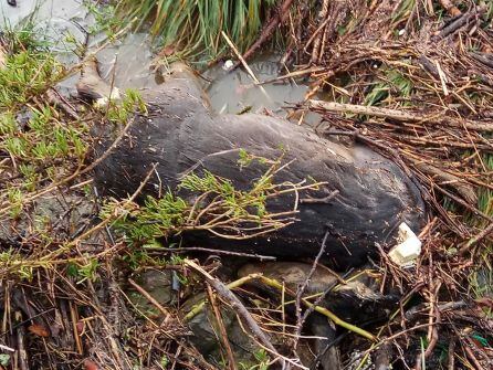 Un corzo ahogado arrastrado hasta la ribera de la ría a su paso por Elorrieta