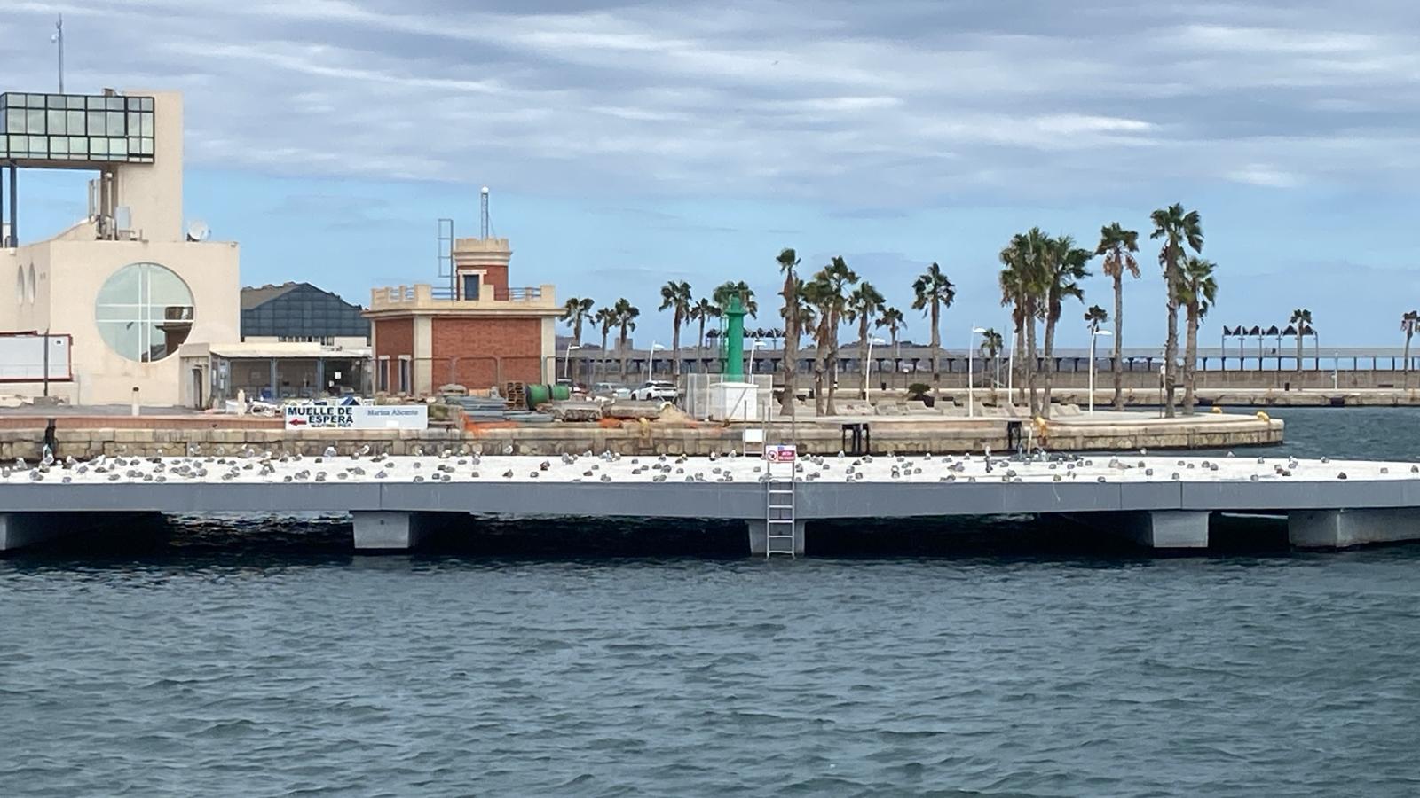 Gaviotas sobre la plataforma construida en la bocana del Puerto de Alicante que debería albergar un restaurante