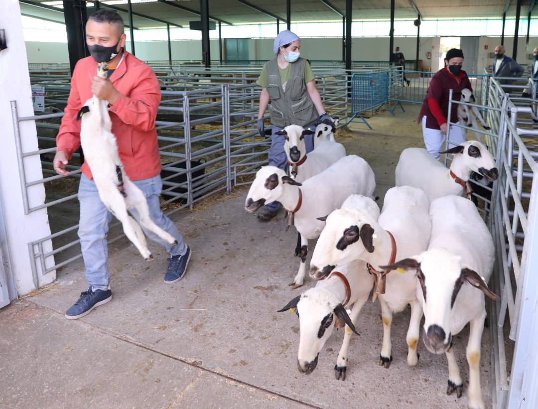 Palencia acoge la Feria de Ganado Churro de ANCHE
