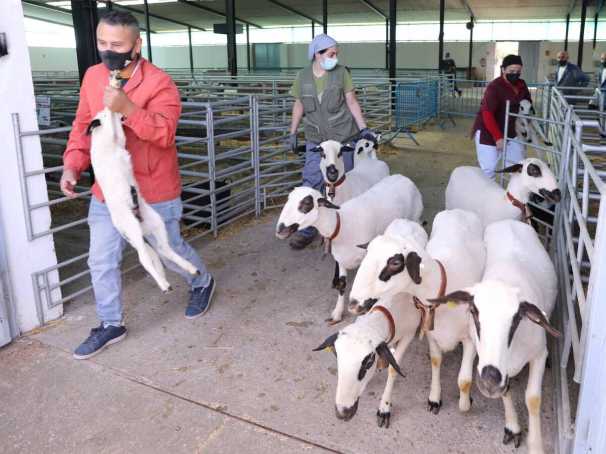 Feria de Raza Churra de Palencia, activo de empleo y conservación del medio ambiente