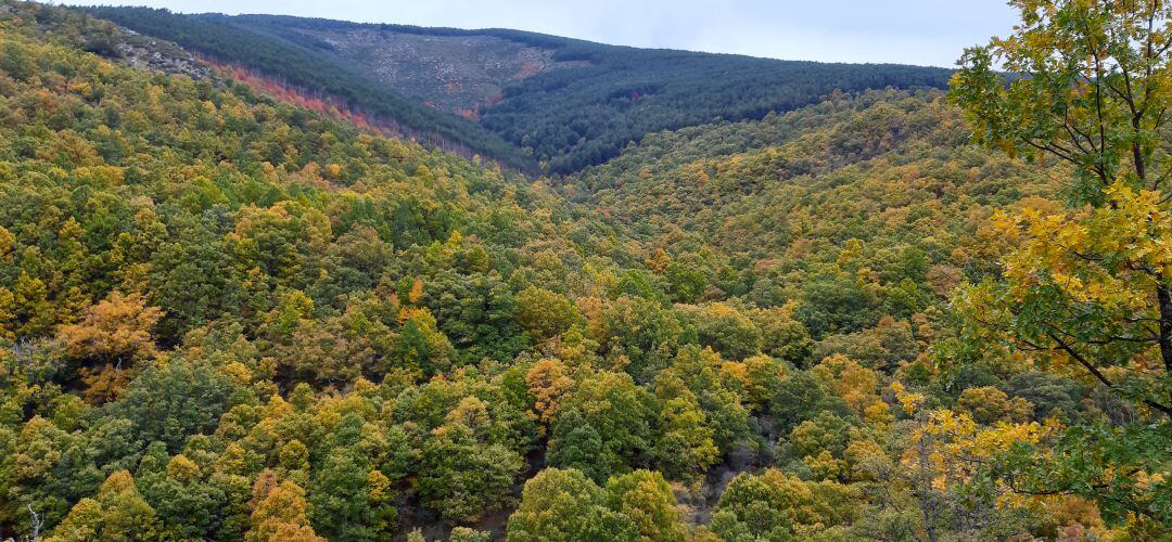 Más de 20.000 árboles plantados en la última década por Reforesta