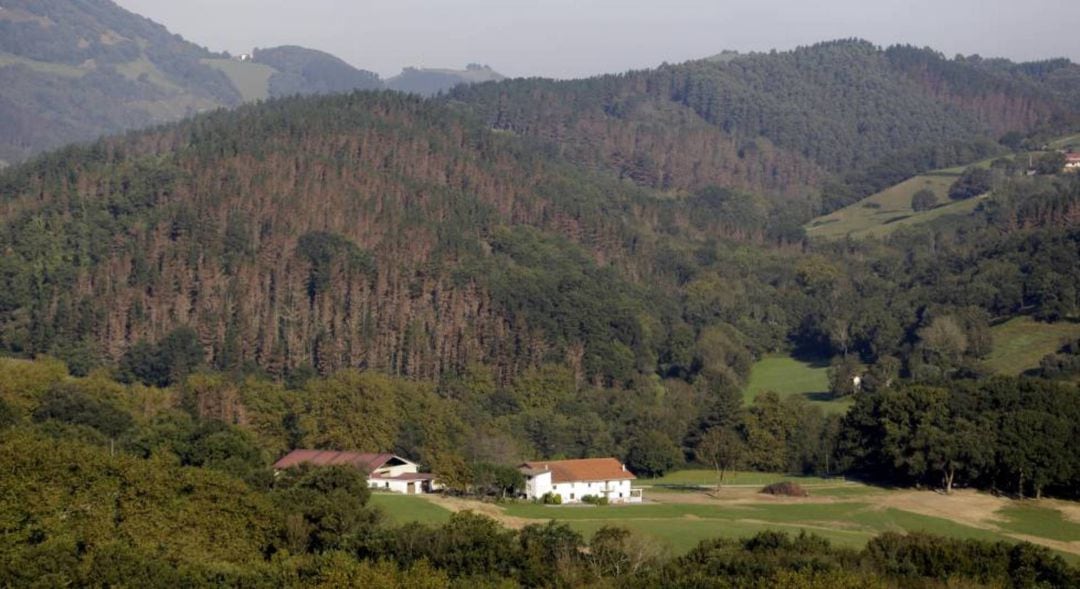 La enfermedad de los pinos conocida como banda marrón o banda roja, se aprecia en los montes de Gipuzkoa.l