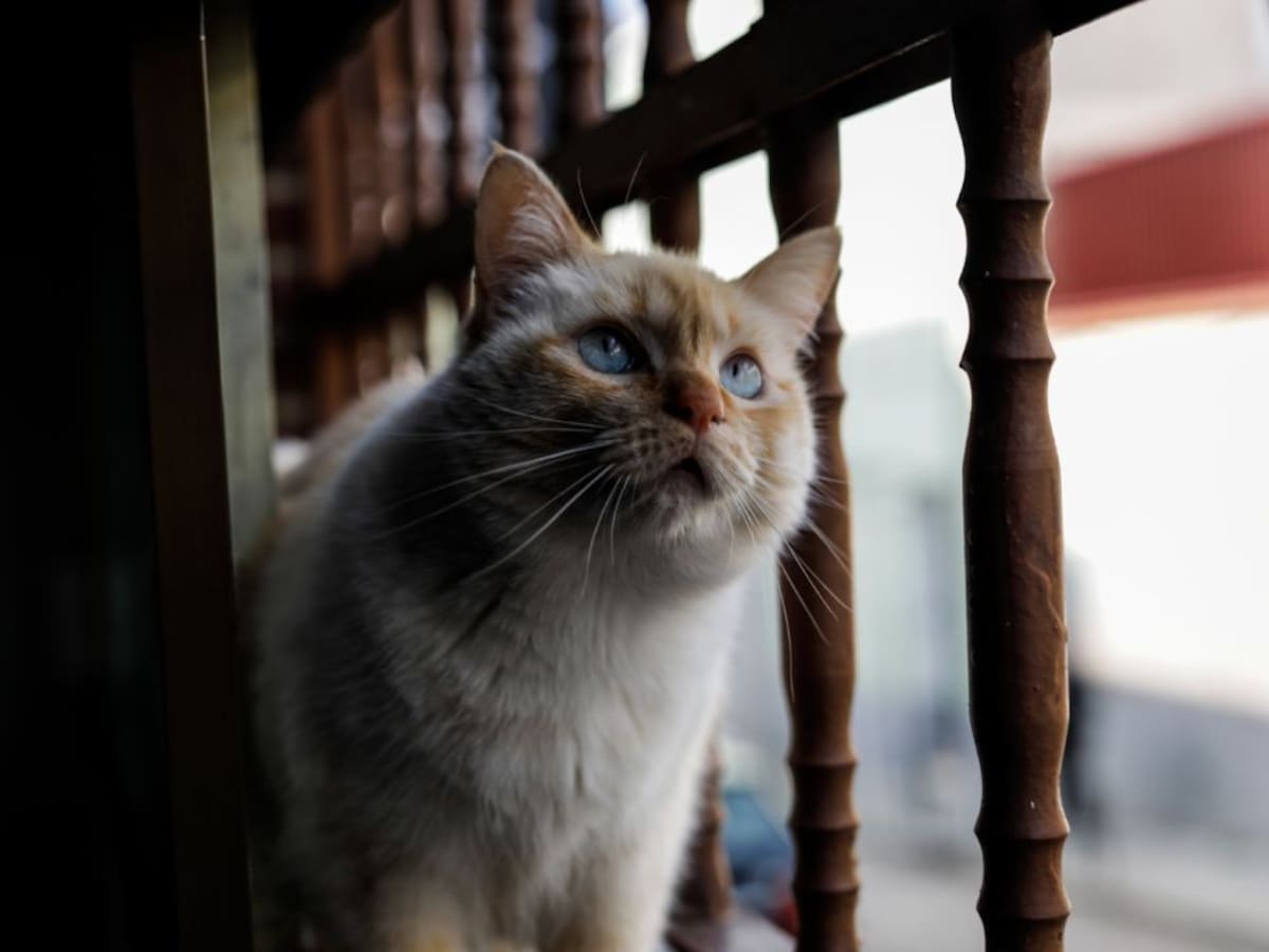 Sanidad confirma que las personas pueden transmitir el coronavirus a los gatos, pero no al revés