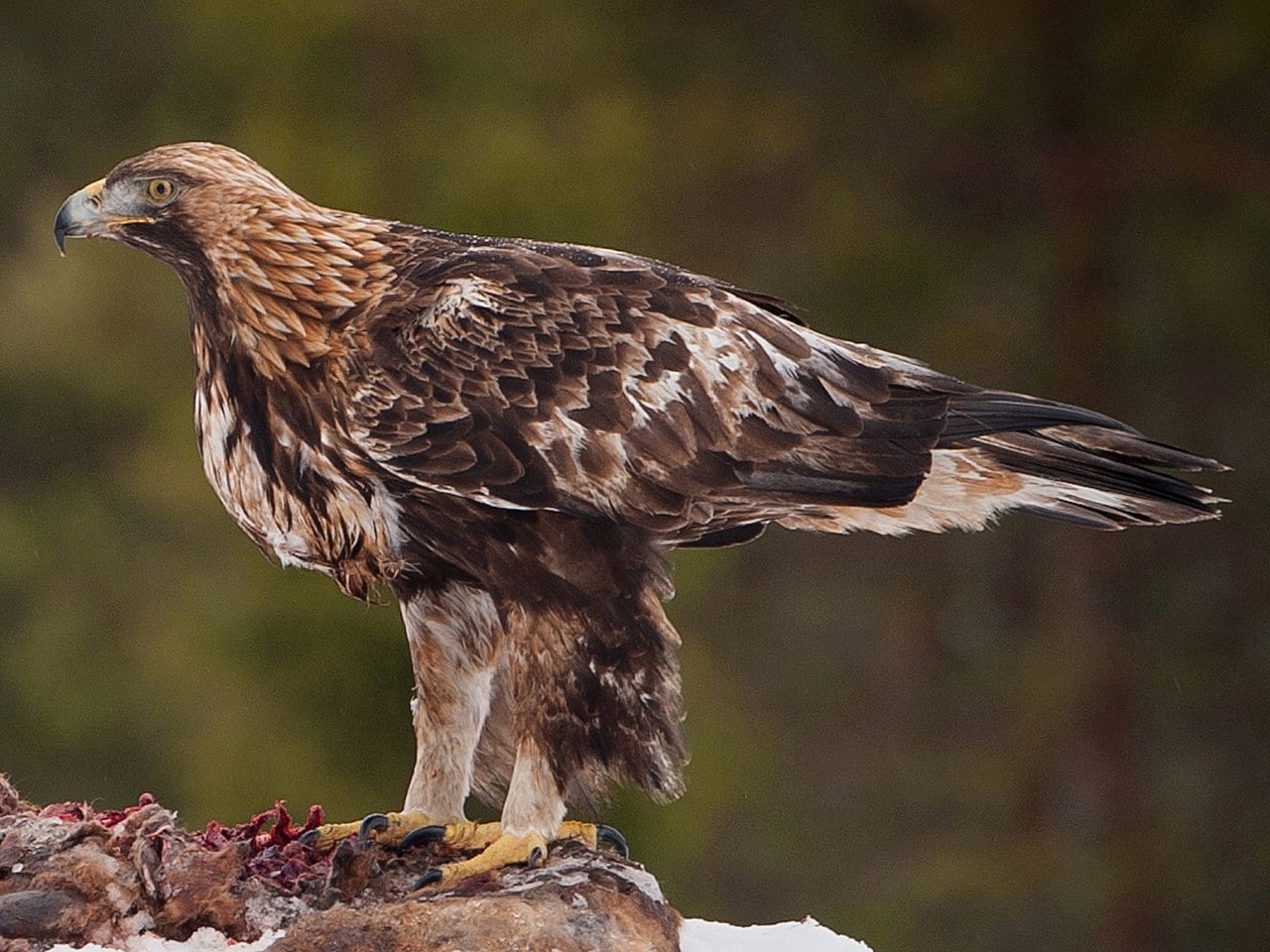 Exemplar d&#039;àguila daurada