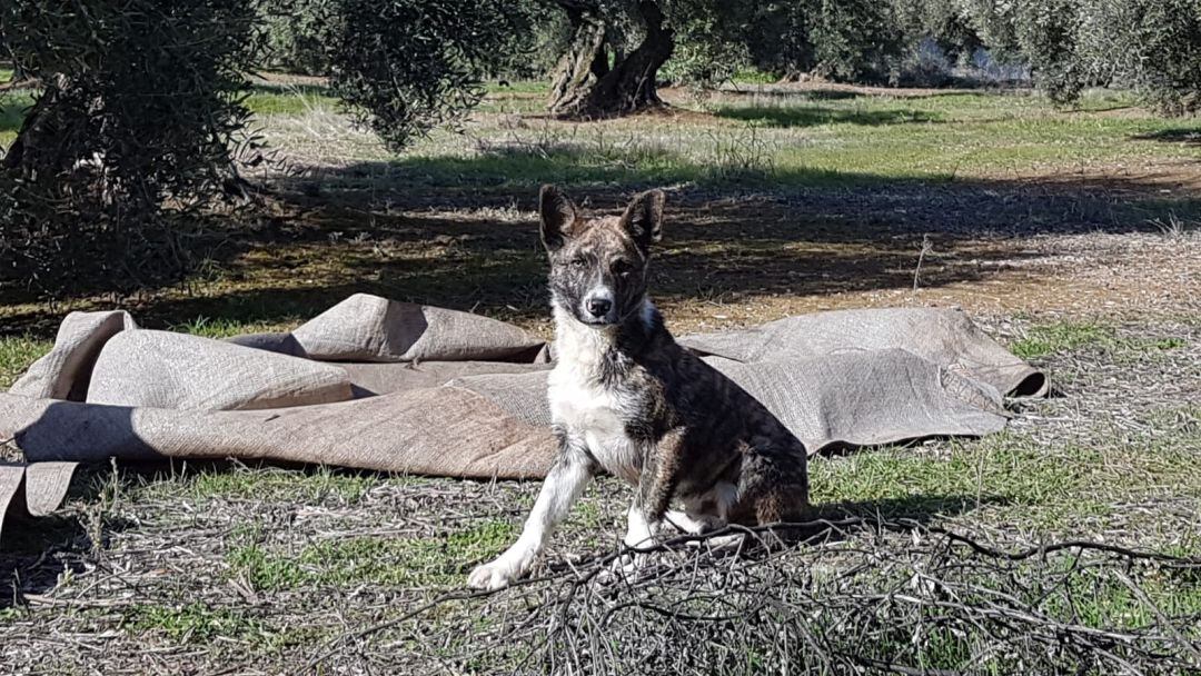 El perro fue rescatado y terminó compartiendo la merienda con los aceiturneros