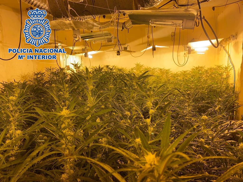 Cultivo de marihuana en uno de los dos domicilios registrados dentro de la &quot;Operación Pereza&quot; en Linares