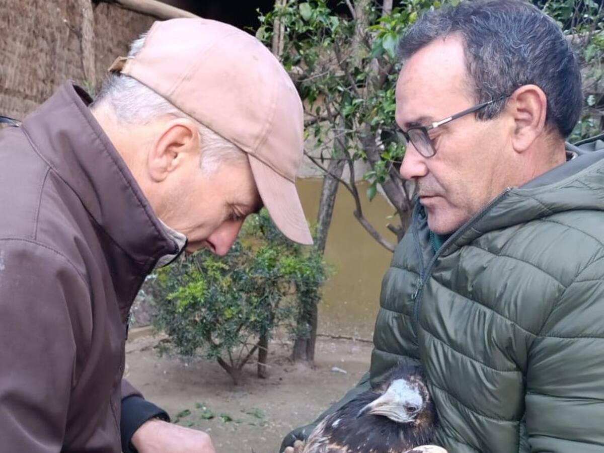 Los tres pollos de alimoche nacidos en el Zoobotánico de Jerez serán soltados en primavera en Cazorla