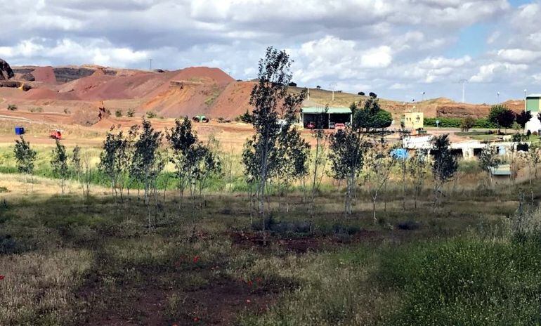 Imagen tras la plantación de chopos en la planta de tratamiento de RSU en Almagro.