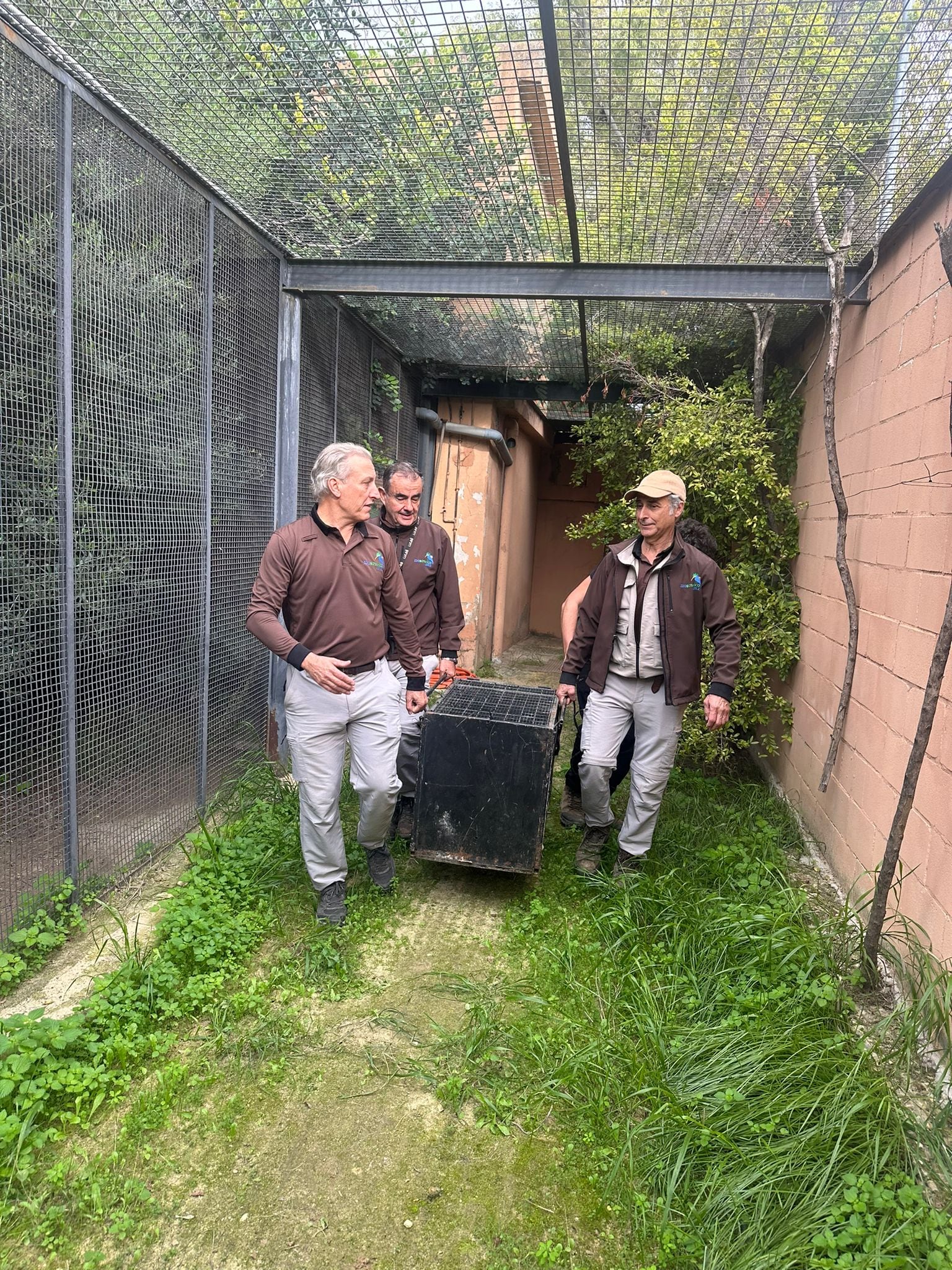 El Zoobotánico de Jerez traslada al lince &#039;Villamartín&#039; al Centro Nacional de Reproducción del Lince Ibérico