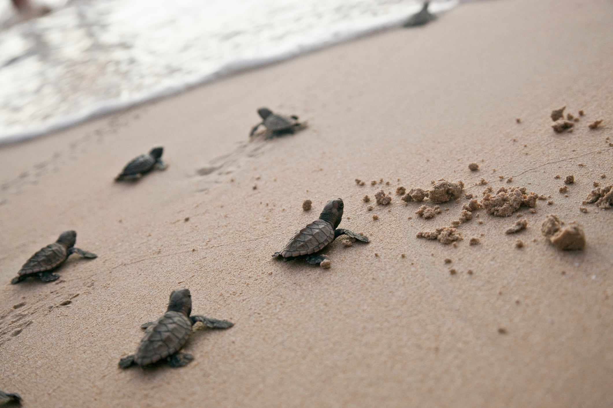 Tortugas recién nacidas buscando el mar