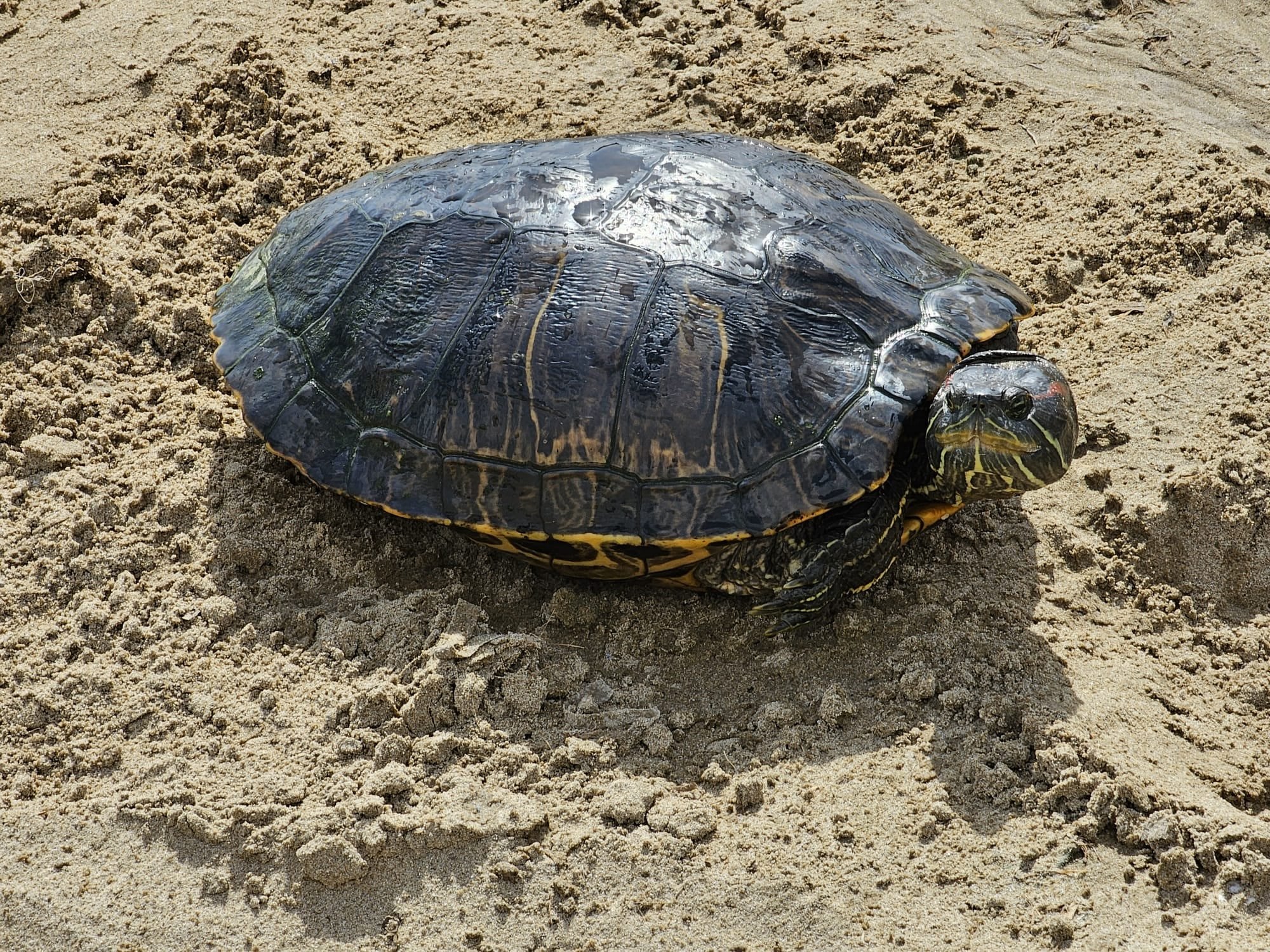 Así es la tortuga exótica que la Policía Local de València ha decomisado en la playa de la Malvarrosa.