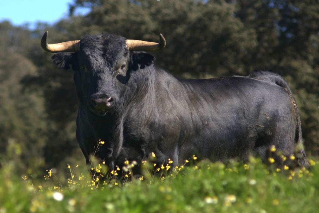 Toro de lidia