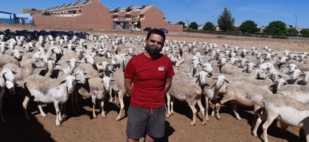 José Luís Pérez y parte de su rebaño de ovejas de raza manchega