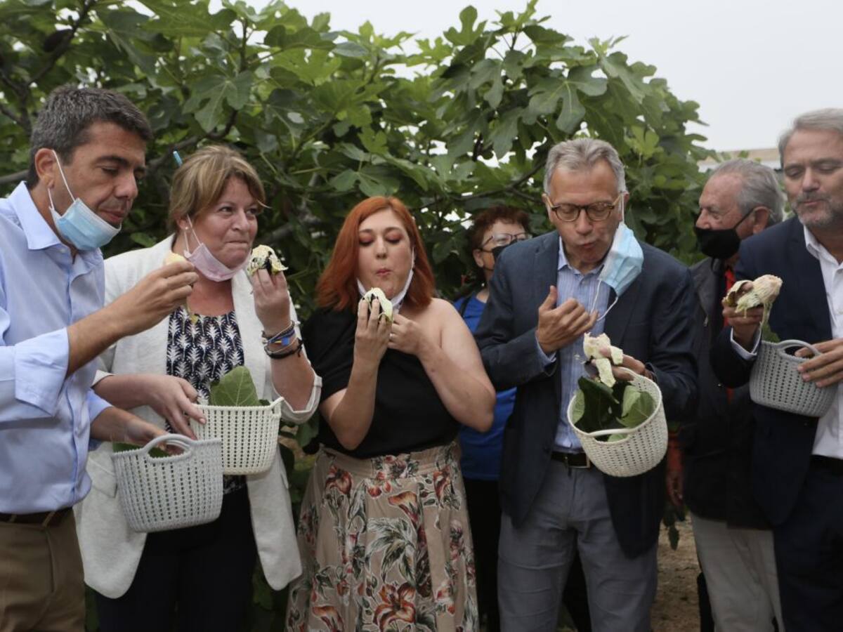 Aumenta la producción de la breva de Albatera con 1.500 toneladas