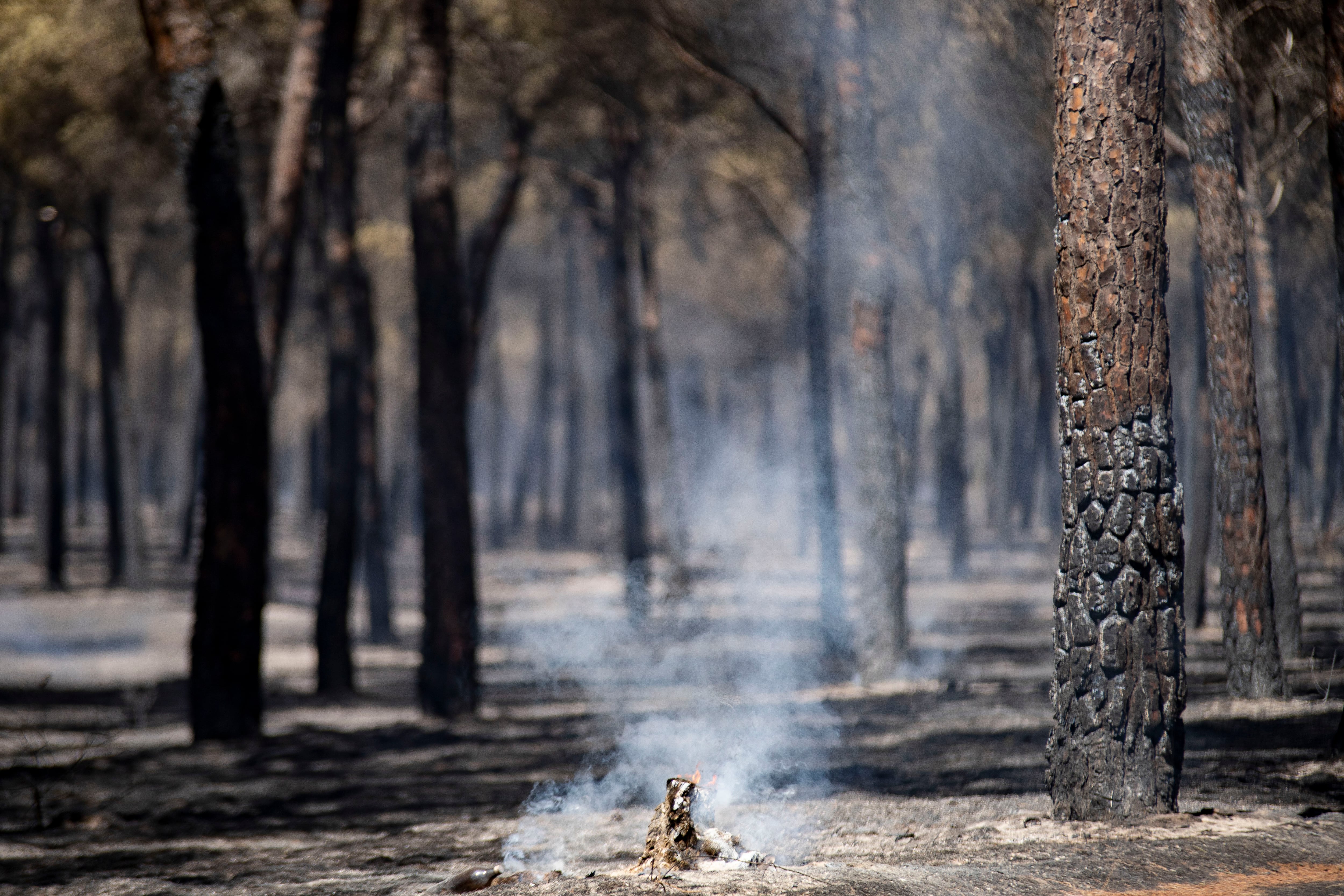 BONARES (HUELVA), 06/08/2023.- El Plan Infoca ha dado por estabilizado a las 10:12 horas el incendio forestal declarado a mediodía de ayer sábado en el paraje Huerta del Hambre de Bonares (Huelva) lo que ha motivado la desactivación el nivel 1 del Plan de Emergencia por Incendios Forestales de Andalucía en la provincia onubense. EFE/ David Arjona
