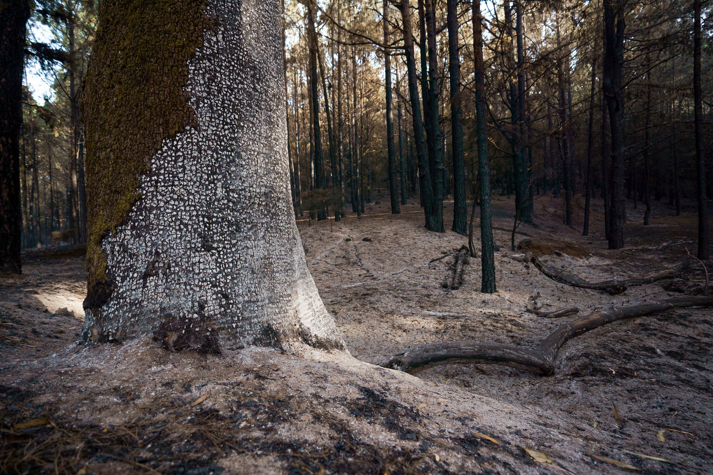 El bosque de Las Raíces, este martes en el municipio de El Rosario, quemado por el incendio forestal que afecta a la isla de Tenerife. EFE/Ramón de la Rocha