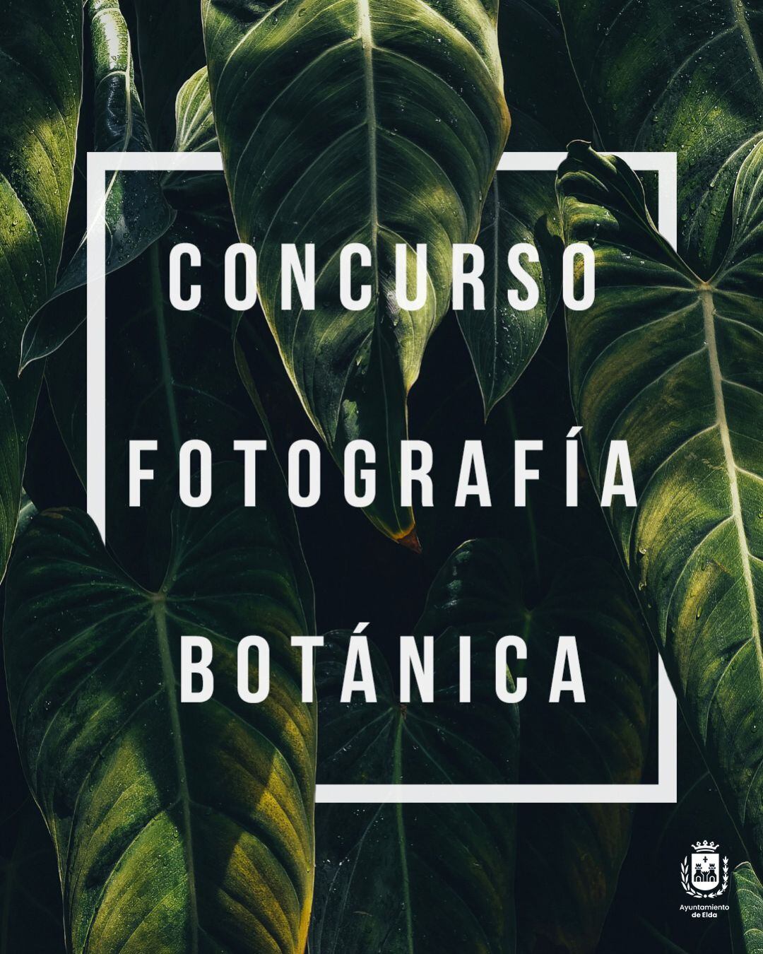 Concurso de fotografía organziada por el Ayuntamient de Elda por el Día Árbol