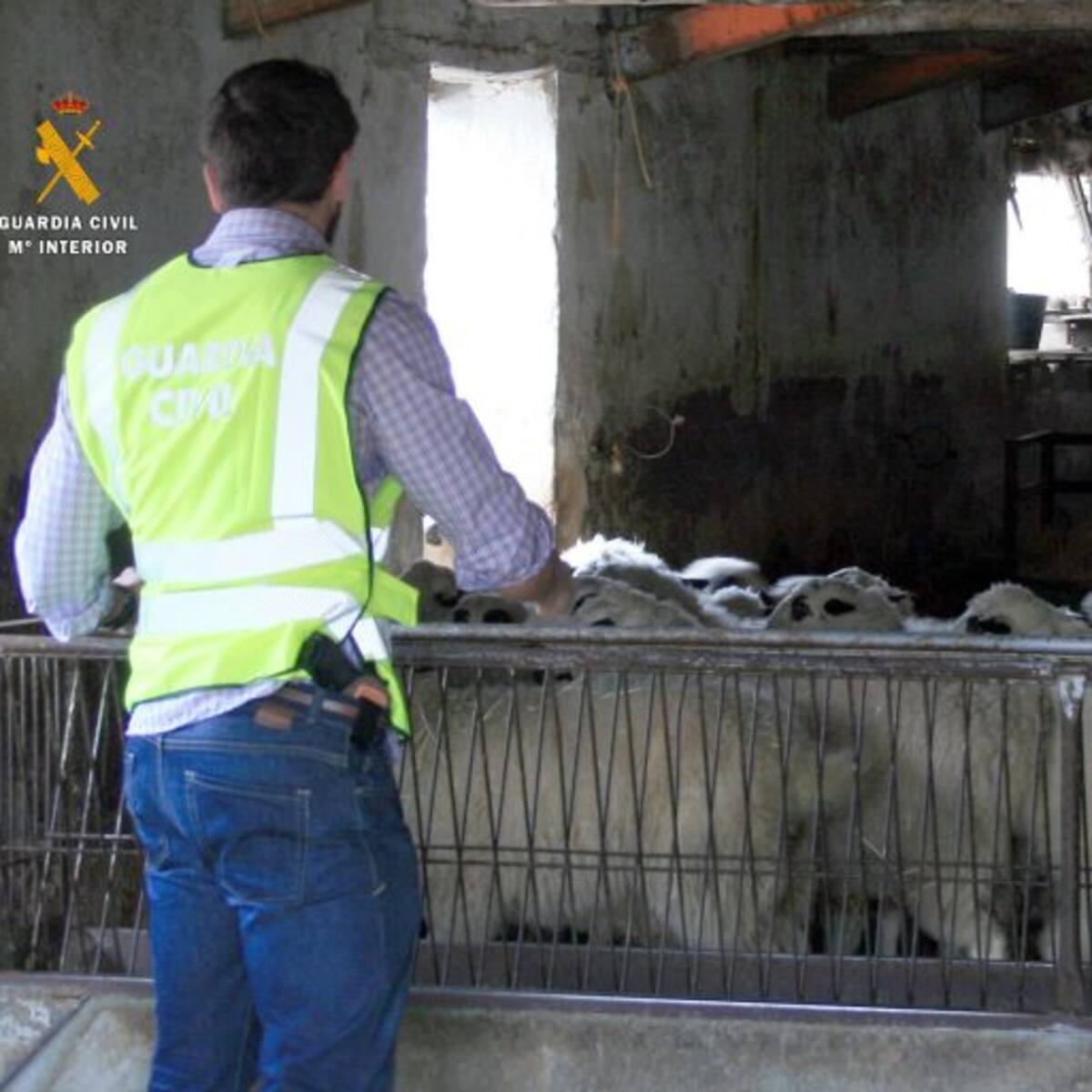 Detenidos dos hermanos por simular el robo de 159 cabezas de ganado ovino