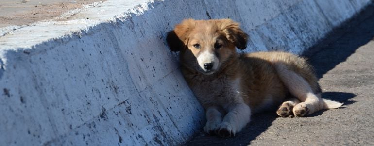 Perro descansando a un lado de la carretera