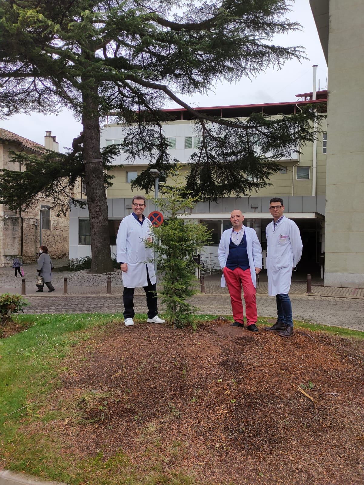 Responsables de gestión y mantenimiento del Hospital de los Santos Reyes junto al recién plantado ejemplar de cedro del Líbano que se trasladará al futuro hospital