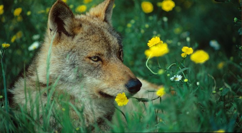 El lobo ibérico es una especie en peligro de extinción.