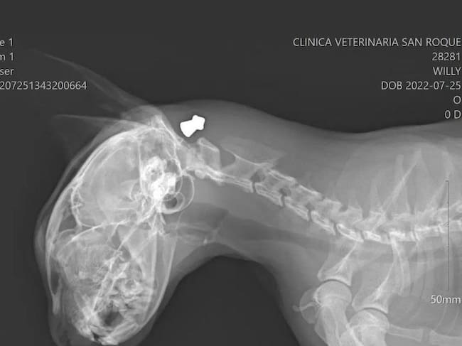 Radiografía de Willy