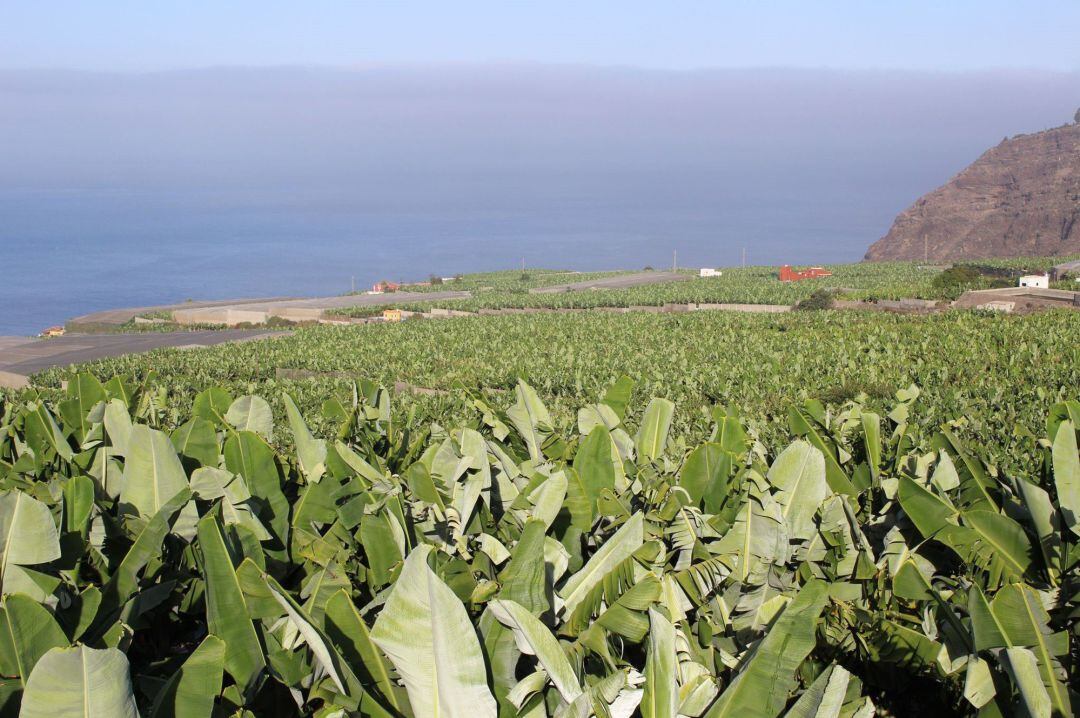 28-06-2021 Finca de plataneras en Canarias. 
 El Consejo de Ministros de Agricultura celebrado hoy en Bruselas ha ratificado el acuerdo alcanzado por el &quot;súpertrílogo&quot; en el que participaron Parlamento, Consejo y Comisión Europea para definir la Política Agrícola Común (PAC) hasta 2027 y por la que se acuerda mantener la ficha del Programa Comunitario de Apoyo a las Producciones Agrarias (POSEI).
 
 ECONOMIA ESPAÑA EUROPA ISLAS CANARIAS
 GOBIERNO DE CANARIAS
 