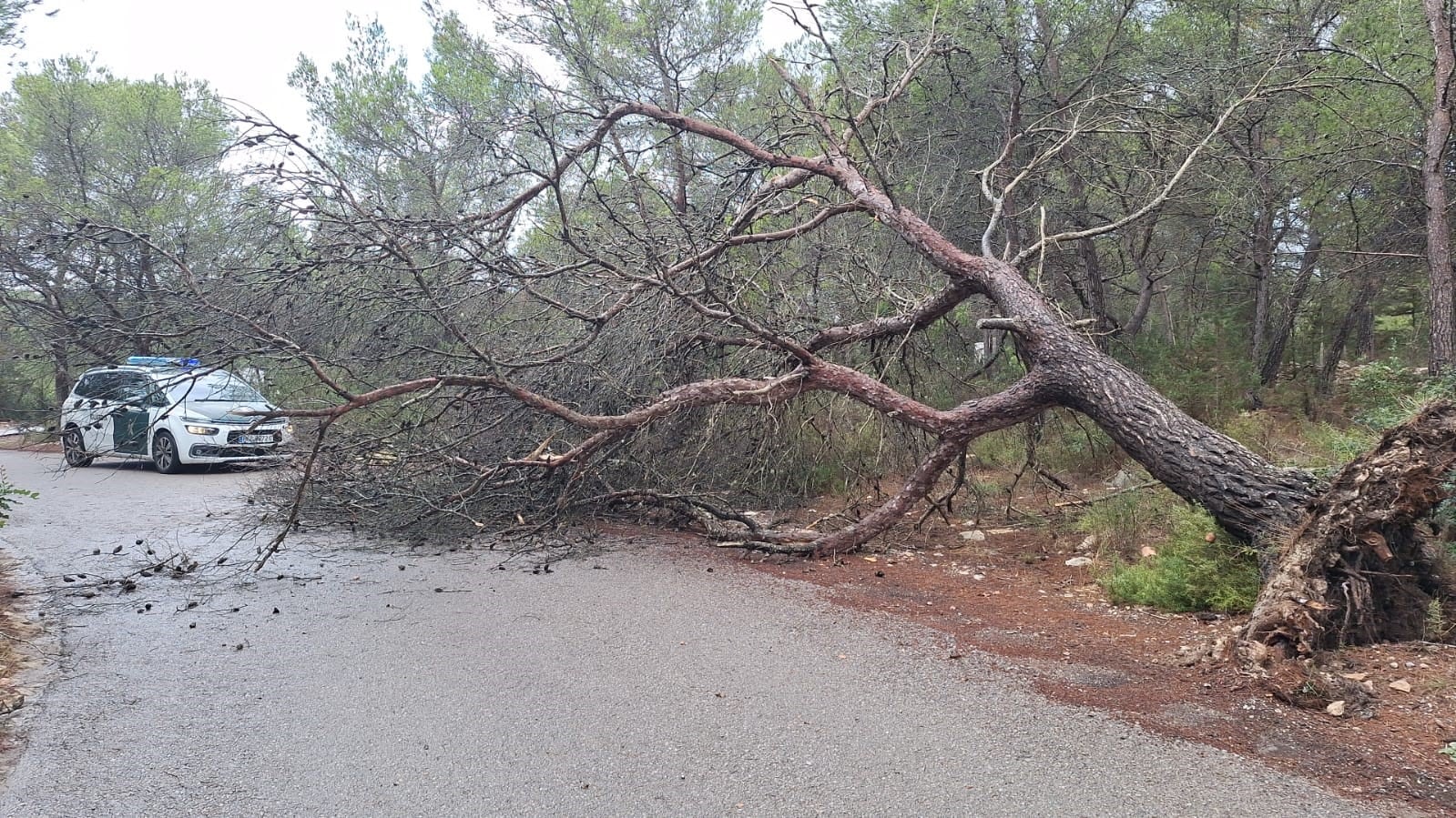 Un árbol de grandes dimensiones ha caído en una carretera de Sant Antoni