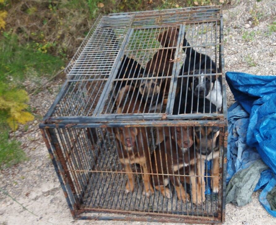 Imagen de los cachorros abandonados