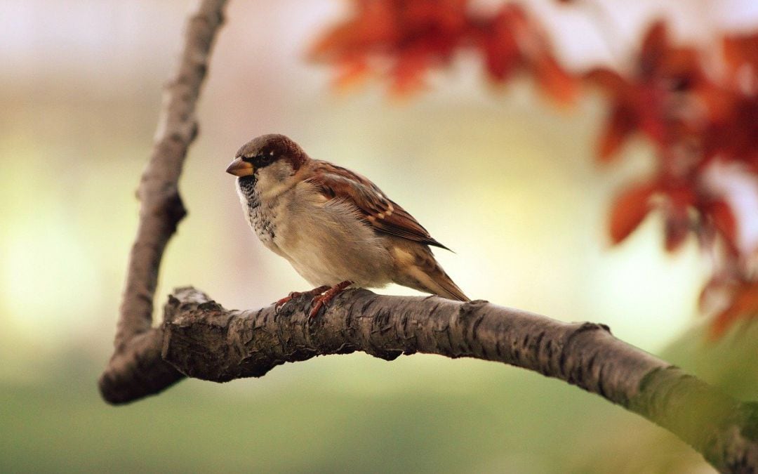 Los gorriones son una de las 5.000 especies de aves cuyas poblaciones se están reduciendo de manera notable en todo el mundo