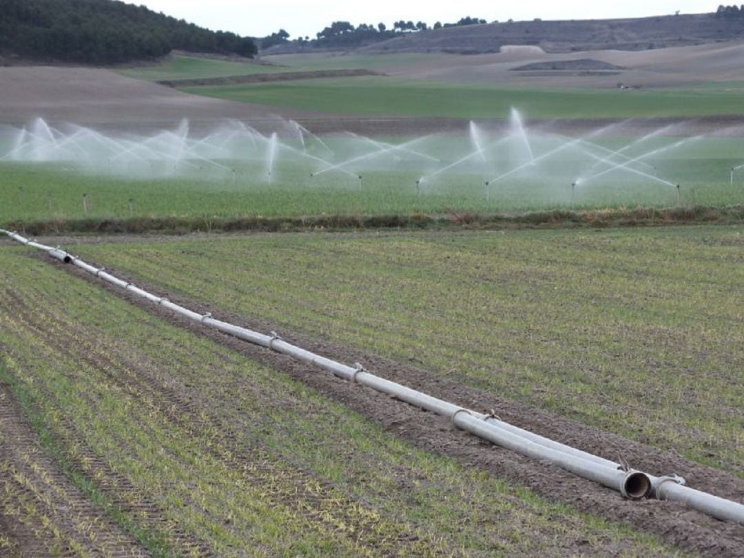 El Ministerio de Agricultura destina 49,3 millones a la modernización de los regadíos del bajo Carrión