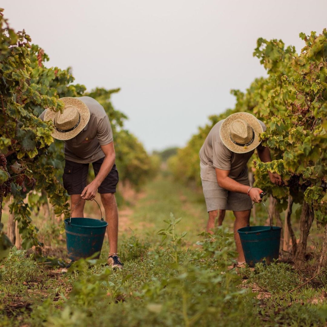 Bodegas José Luis Ferrer