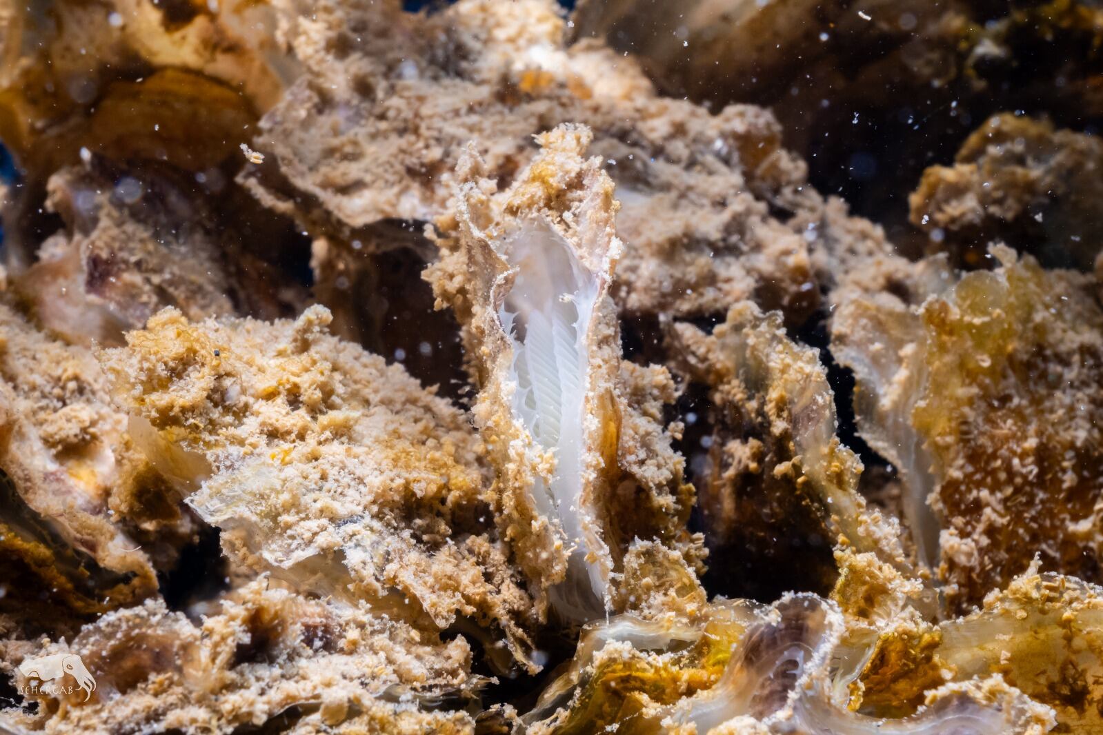 Vecinos del Mar Menor se convierten en jardineros de ostras para recuperar la laguna