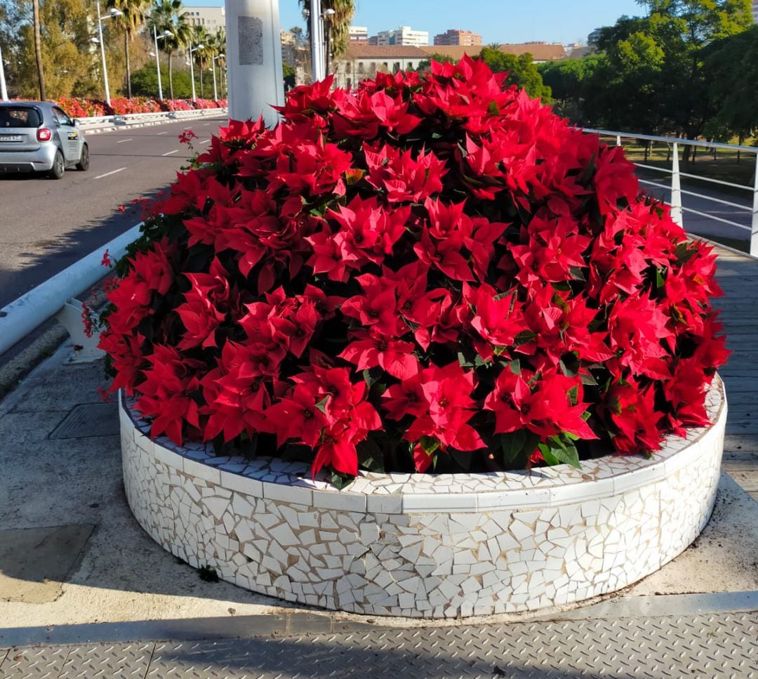 Flores de Pascua en València