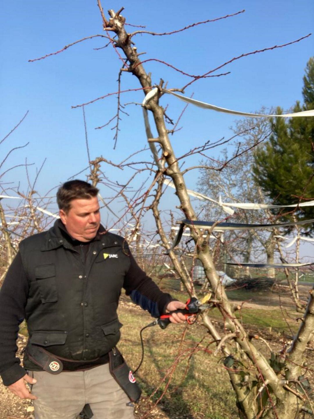 Sergi Balué, cap de la sectorial de fruita dolça de JARC