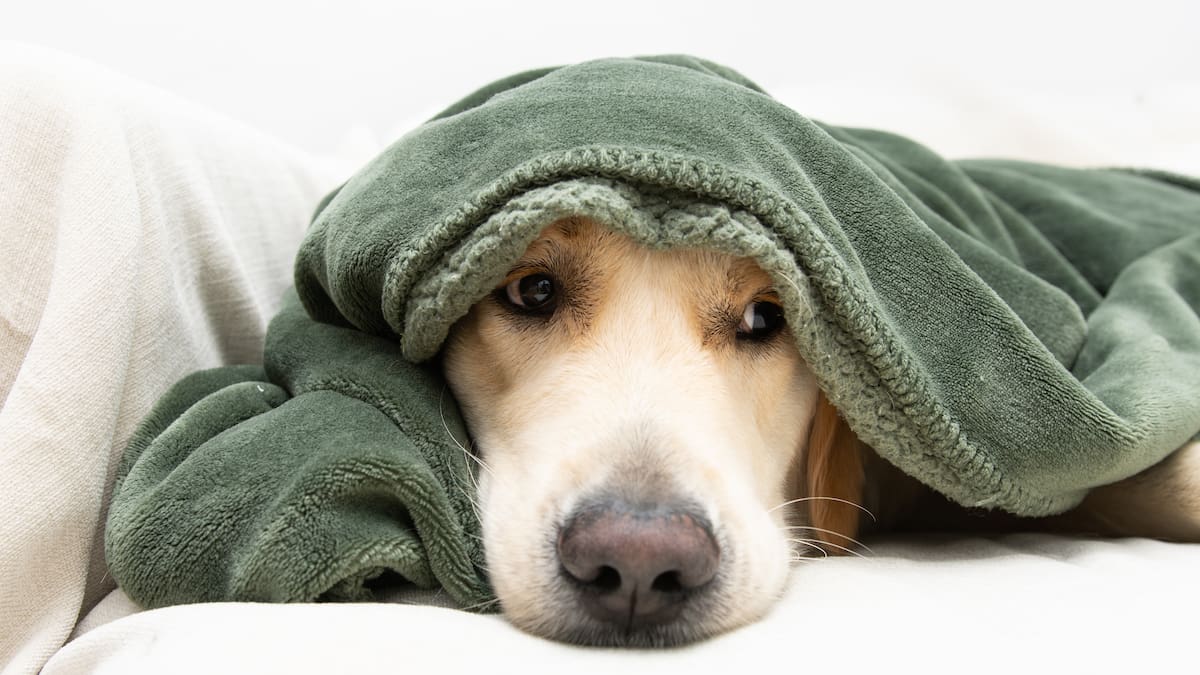 Una veterinaria explica cómo proteger a tu perro del miedo a los fuegos artificiales